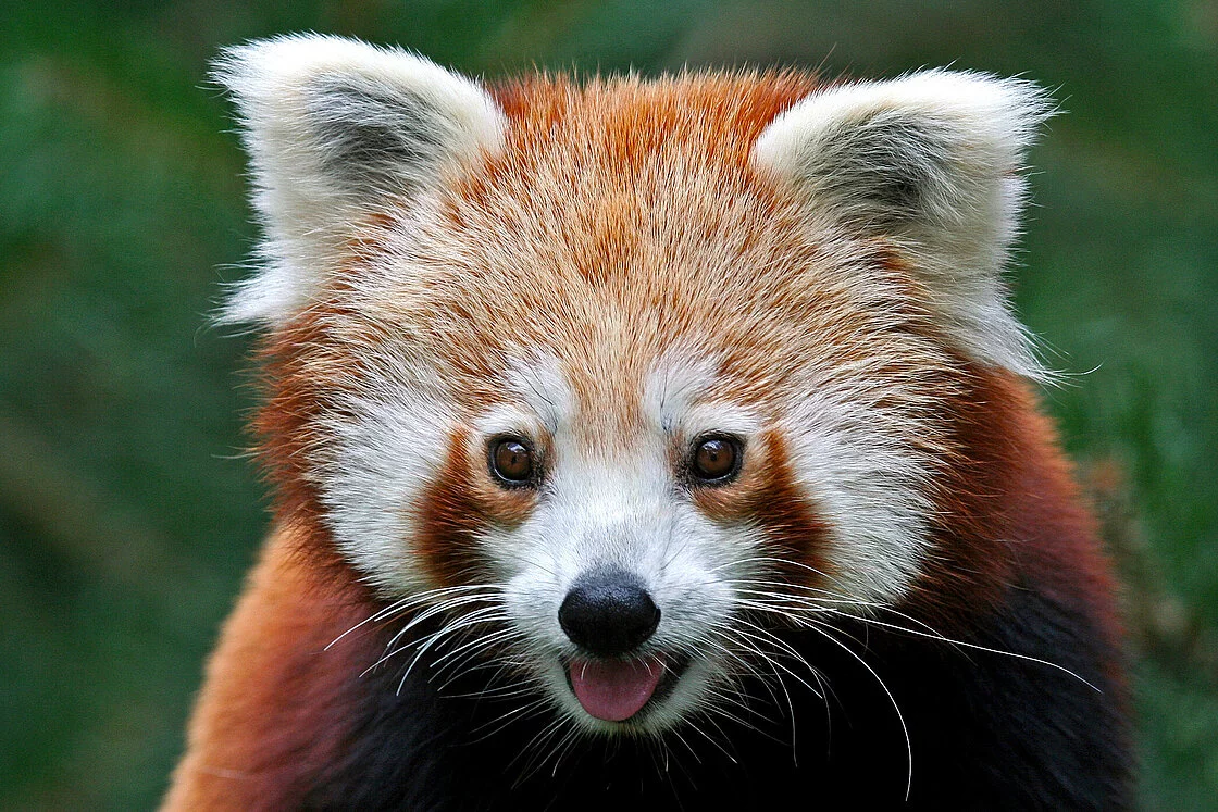 Red Panda